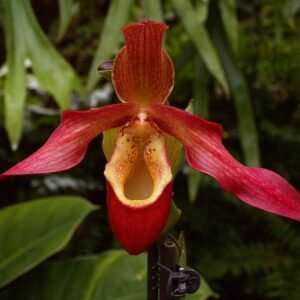 Phragmipedium orchidee bloemen in botanische setting.