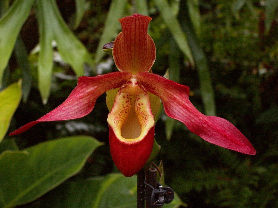 Phragmipedium orchidee bloemen in botanische setting.
