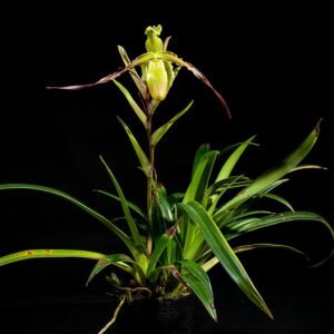 Phragmipedium longifolium orchidee bloem op groene steel met lange bladeren.