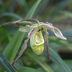 Close-up van Phragmipedium pearcei orchidee bloem in paarse en groene tinten.