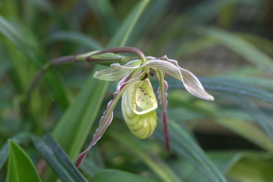 Close-up van Phragmipedium pearcei orchidee bloem in paarse en groene tinten.
