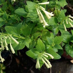 Gele trompetvormige Phygelius bloem op groene bladeren achtergrond.