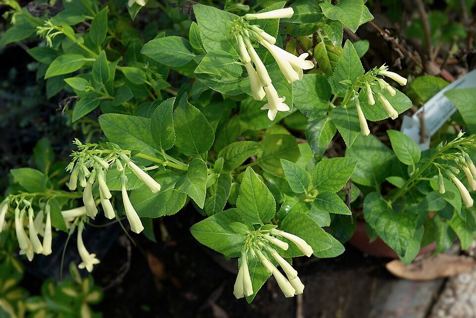 Gele trompetvormige Phygelius bloem op groene bladeren achtergrond.