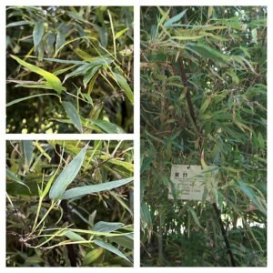 Zwarte bamboe met zwarte stelen en groene bladeren.