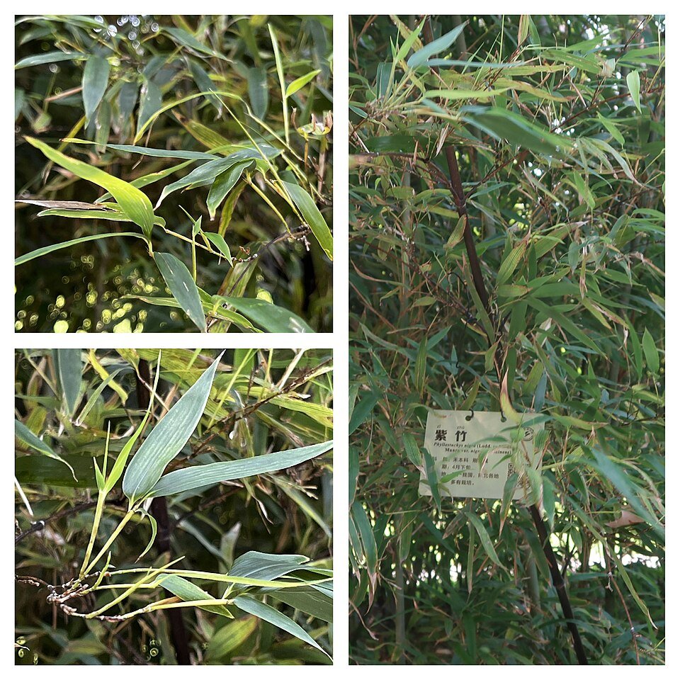 Zwarte bamboe met zwarte stelen en groene bladeren.