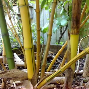 Phyllostachys bamboeplant met felgele stelen en groene bladeren.