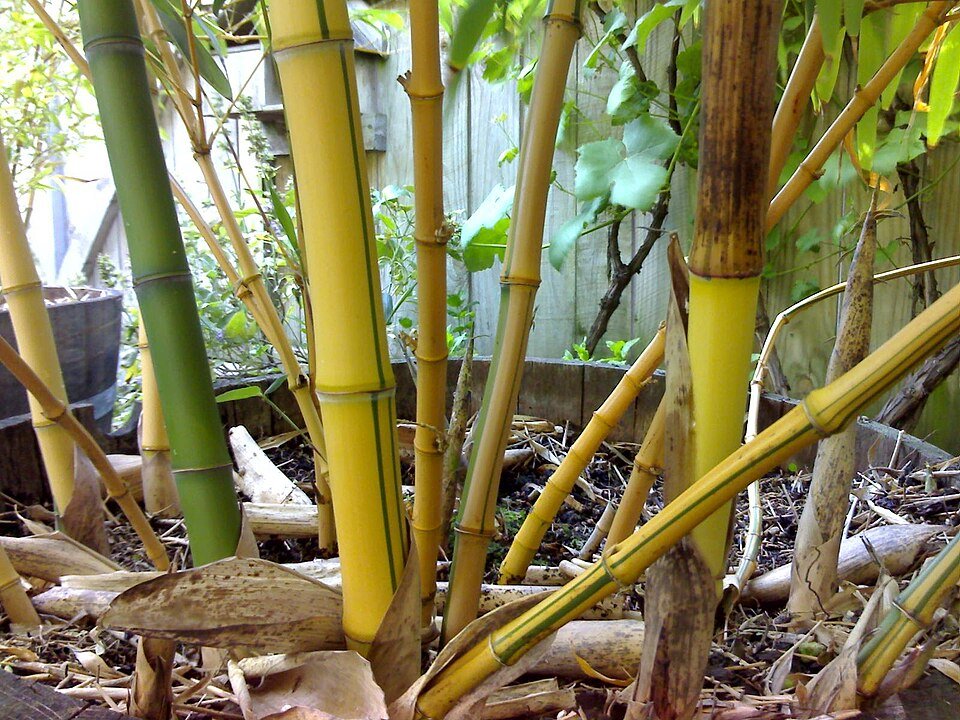 Phyllostachys bamboeplant met felgele stelen en groene bladeren.