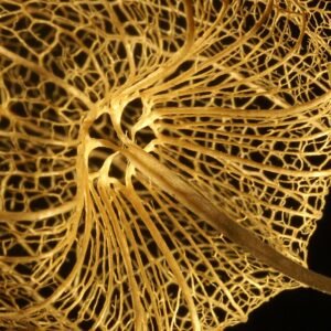 Rijpe oranje Physalis alkekengi bessen op een tak.