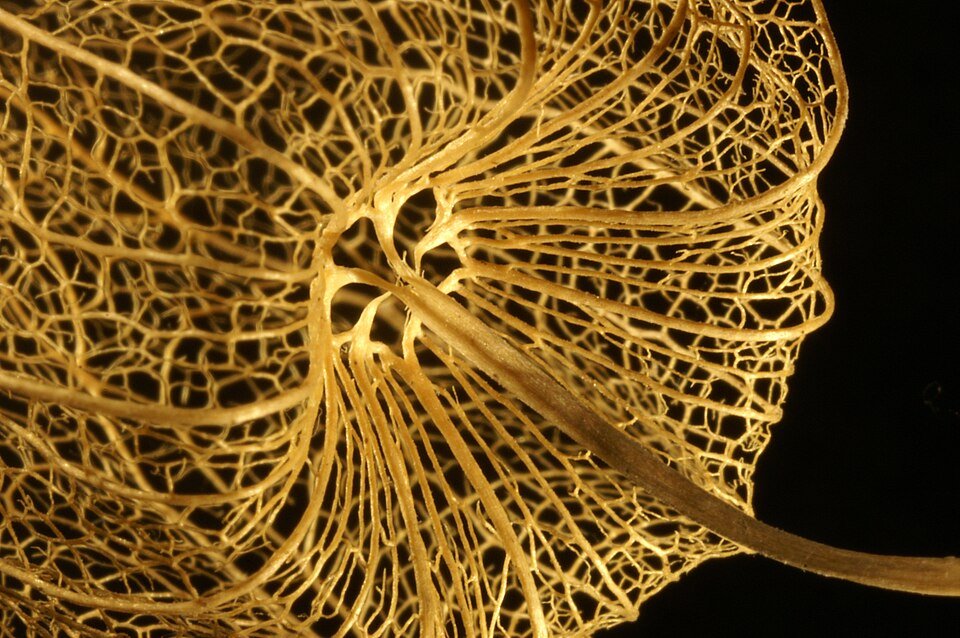 Rijpe oranje Physalis alkekengi bessen op een tak.