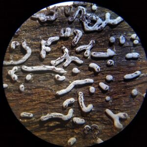 Grijs kalkkopje met pluizige textuur op kalkrijke grond.