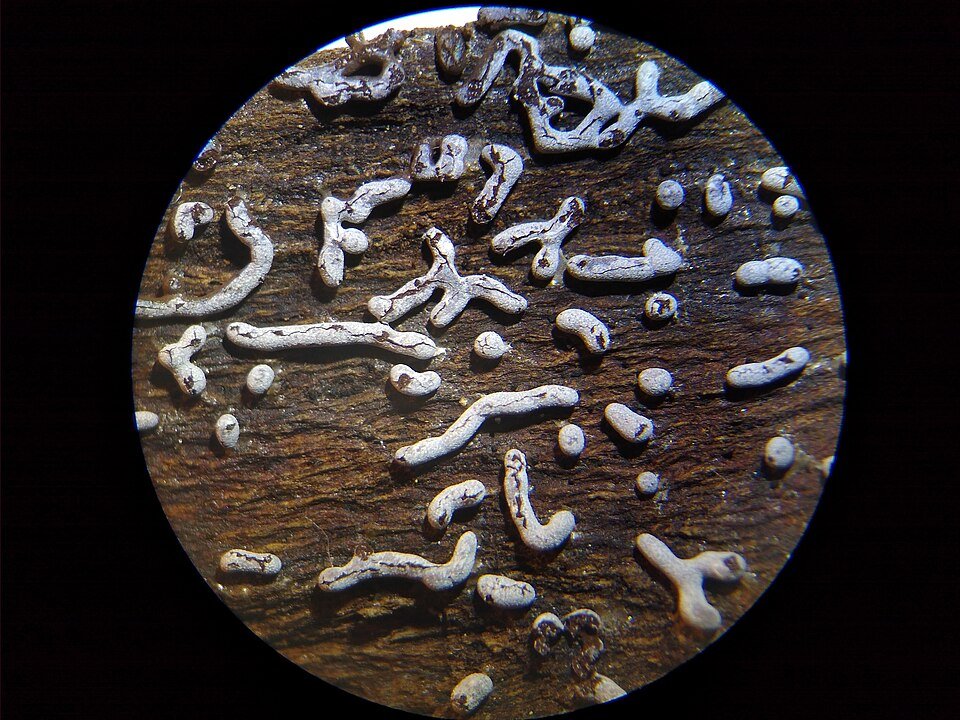 Grijs kalkkopje met pluizige textuur op kalkrijke grond.