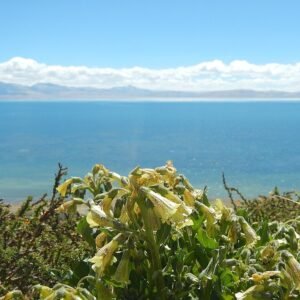 Pink and purple Physochlaina flowers against green leaves.