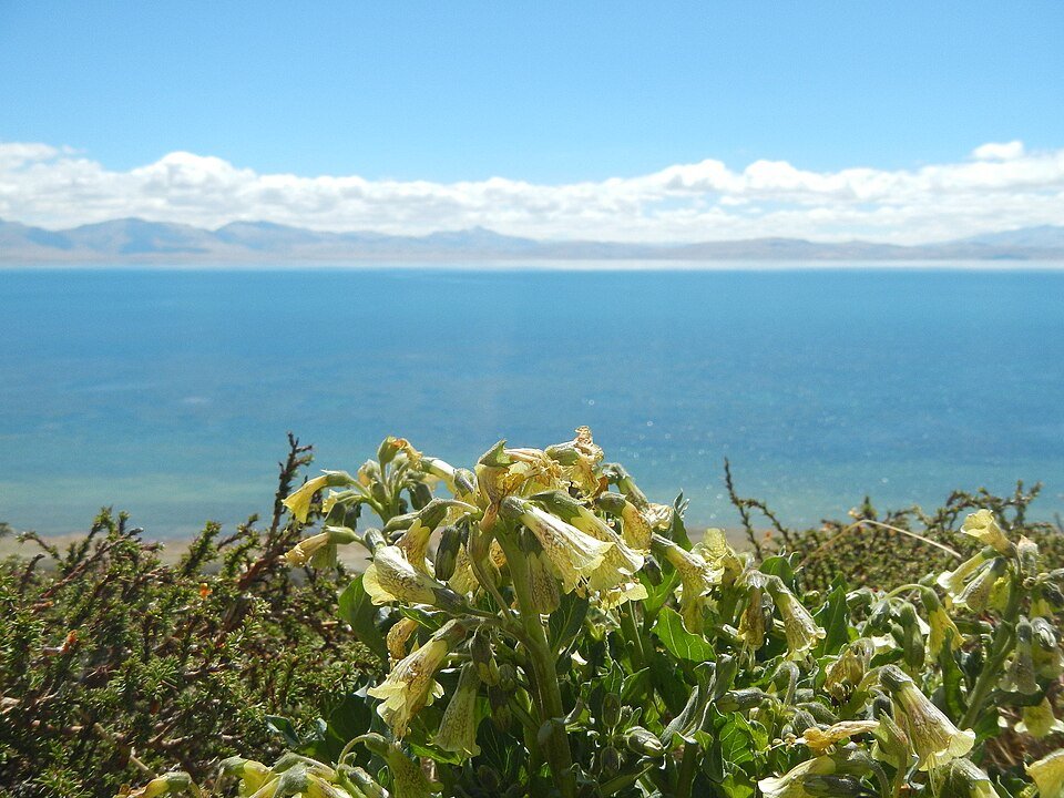 Pink and purple Physochlaina flowers against green leaves.