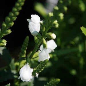 Physostegia 'Miss Manners' bloeit met zachtroze bloemen in tuinsetting.