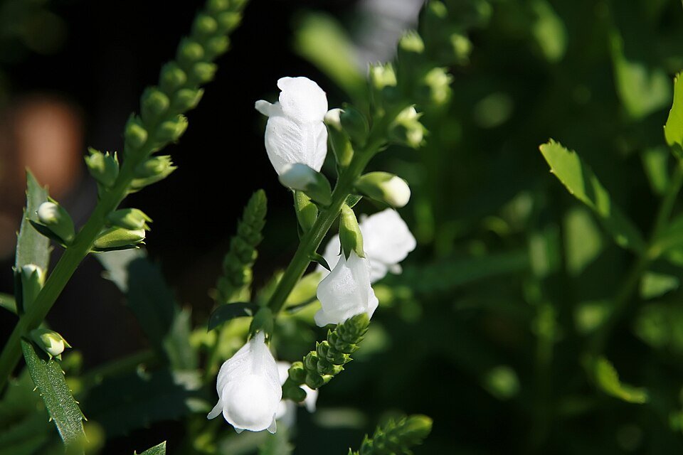 Physostegia 'Miss Manners' bloeit met zachtroze bloemen in tuinsetting.