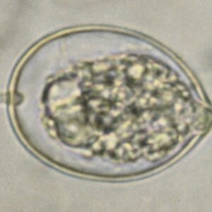 Phytophthora cactorum veroorzaakt plantenziektes.