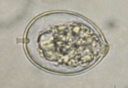 Phytophthora cactorum veroorzaakt plantenziektes.