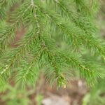 Picea jezoensis boom in close-up, groen naaldachtig gebladerte.