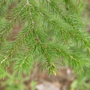 Picea jezoensis boom in close-up, groen naaldachtig gebladerte.