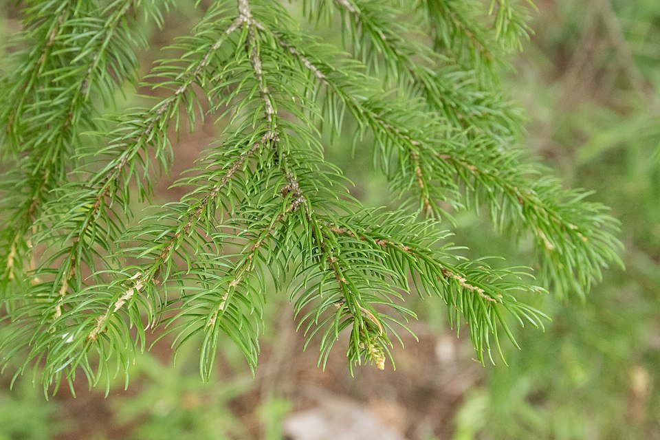 Picea jezoensis boom in close-up, groen naaldachtig gebladerte.