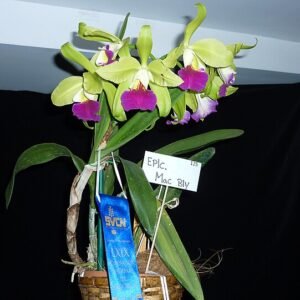 Paarse en witte Epilaeliocattleya orchidee bloem in close-up.