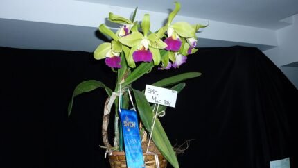 Paarse en witte Epilaeliocattleya orchidee bloem in close-up.