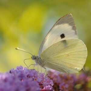 Vlinder Pieris brassicae op groene plant.