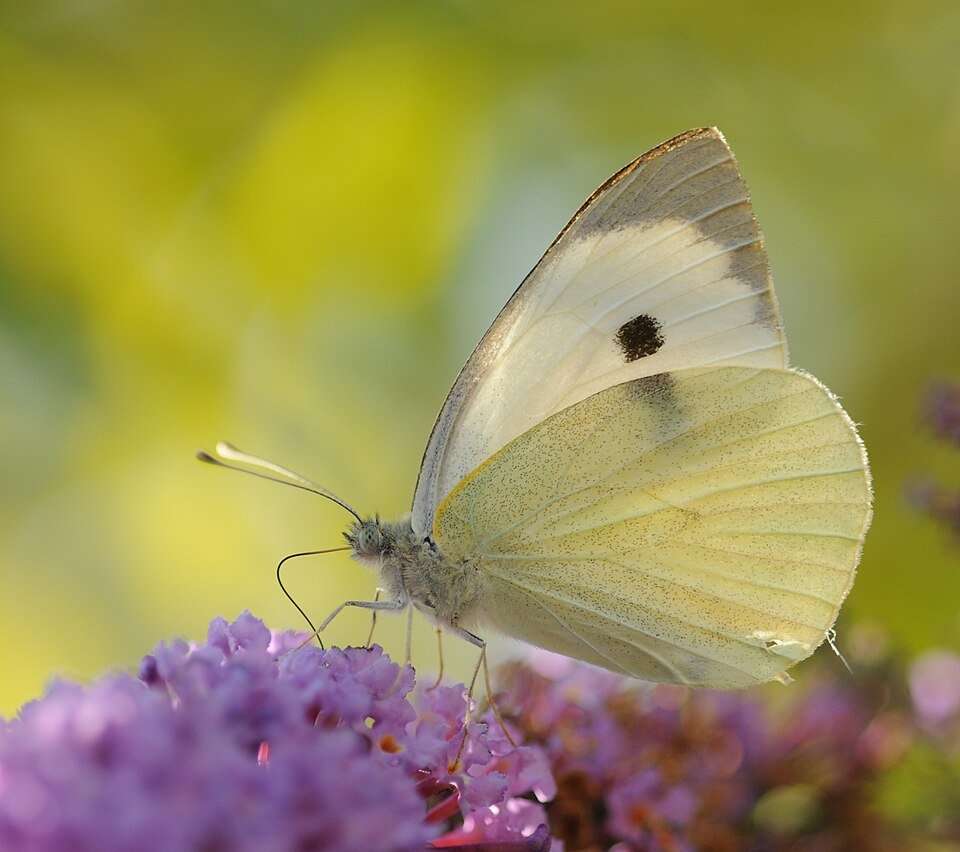 Vlinder Pieris brassicae op groene plant.