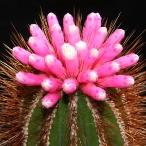 Pierrebraunia plant met stekelig groen blad in pot op houten tafel.
