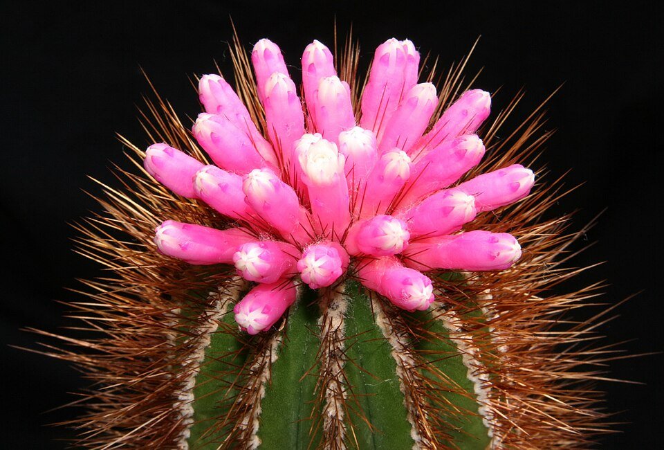 Pierrebraunia plant met stekelig groen blad in pot op houten tafel.
