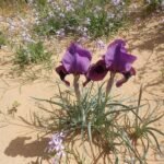 Zeldzame Iris mariae bloem met paarse en gele bloemblaadjes.