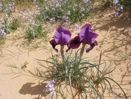 Zeldzame Iris mariae bloem met paarse en gele bloemblaadjes.