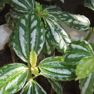 Pilea cadierei plant with silver-striped green leaves in a pot.