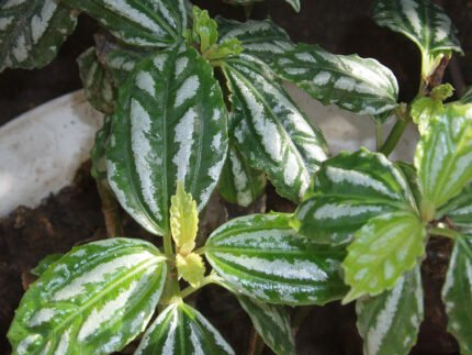 Pilea cadierei plant with silver-striped green leaves in a pot.