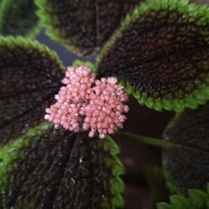 Pilea Involucrata bloem in close-up weergave.