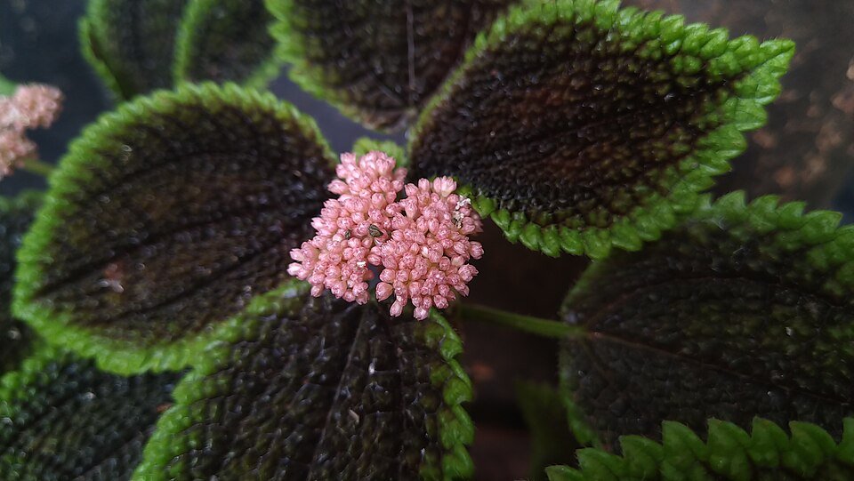 Pilea Involucrata bloem in close-up weergave.