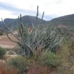 Pilosocereus chrysacanthus cactus met heldergroene kleur en gele stekels.