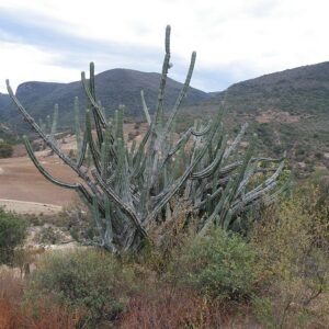 Pilosocereus chrysacanthus cactus met heldergroene kleur en gele stekels.