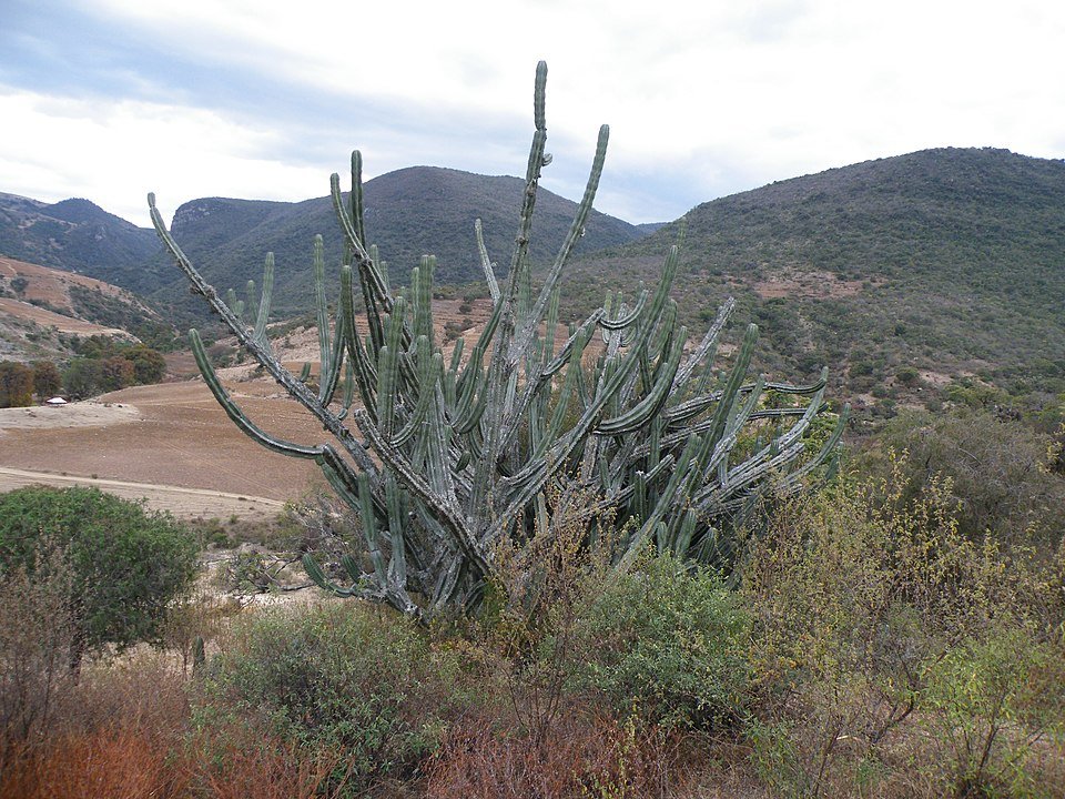 Pilosocereus chrysacanthus cactus met heldergroene kleur en gele stekels.