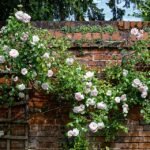 Roze klimroos op een trellis in Boreham, Essex, Engeland.