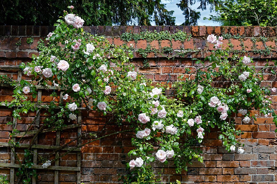 Roze klimroos op een trellis in Boreham, Essex, Engeland.