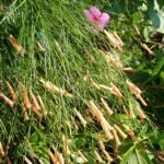 Roze bloem van Russelia equisetiformis op Nago Okinawa Island.
