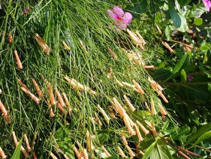 Roze bloem van Russelia equisetiformis op Nago Okinawa Island.