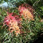 Pink Grevillea flower with green leaves in close-up.