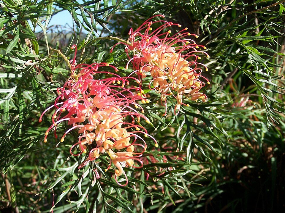 Pink Grevillea flower with green leaves in close-up.
