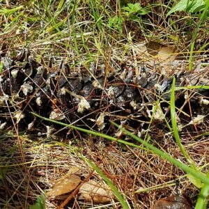 Pinus ayacahuite boom met lange naalden en kegelvormige vruchten.