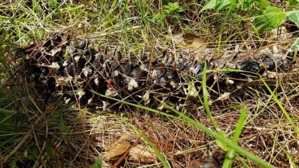Pinus ayacahuite boom met lange naalden en kegelvormige vruchten.