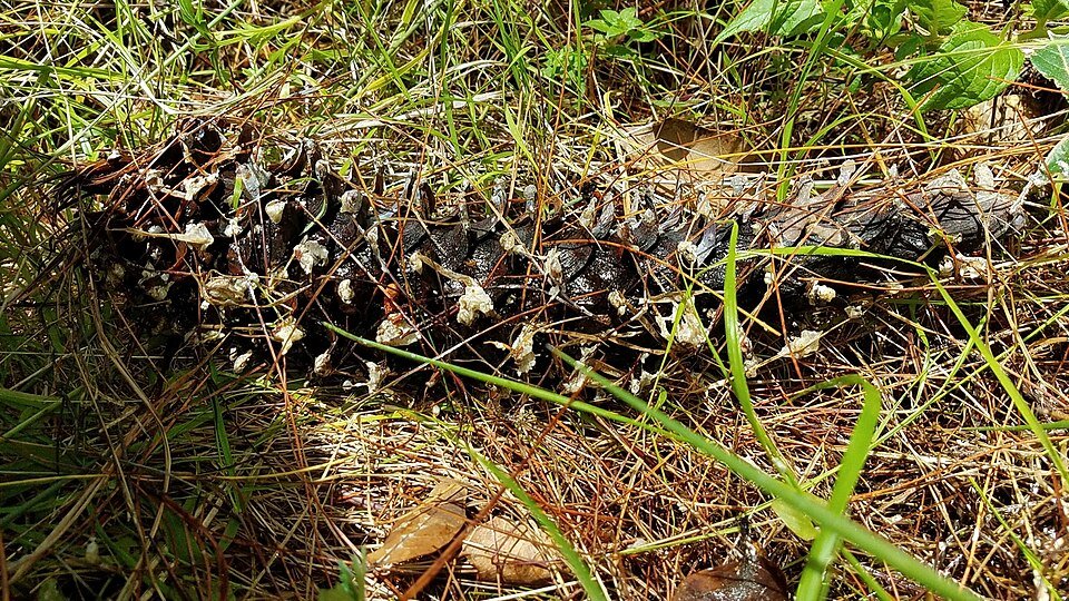 Pinus ayacahuite boom met lange naalden en kegelvormige vruchten.