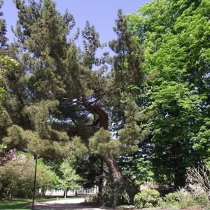 Turkse den boom met naalden en kegels in close-up.