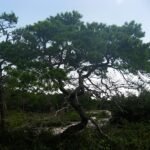 Pinus clausa boom met groene naalden en kegels op een tak.